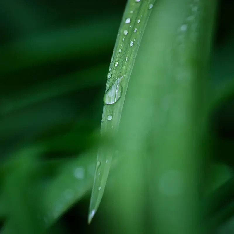 Foglia verde con goccia d'acqua annarossato.com Consulente energetica